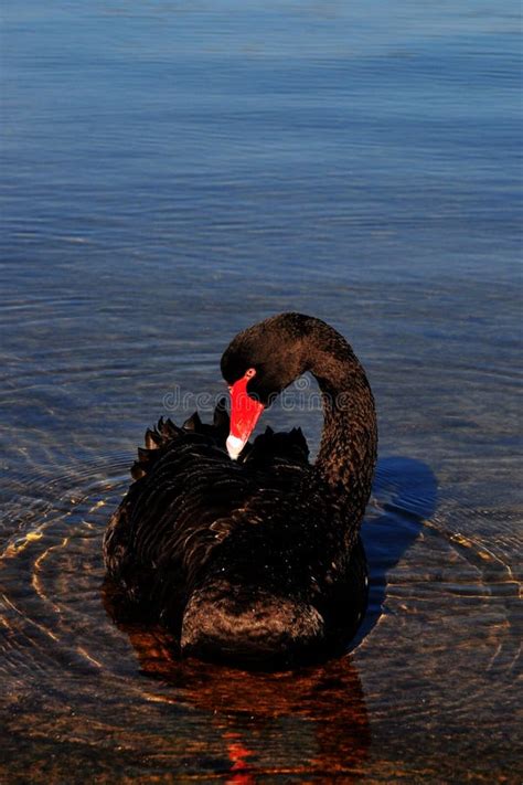 Cisne preta e peixes foto de stock Imagem de lagoa silêncio 26254512