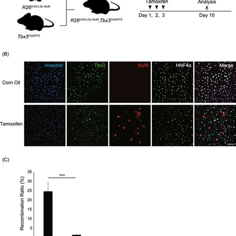 Donor Transgene Expression In Rosa Cag Lsl Num Mcherry Knock In Mice