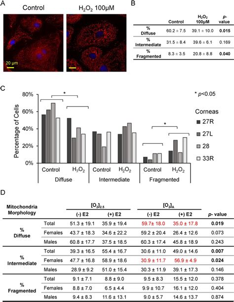 Mitochondrial Morphology In Hcencs In The Presence And Absence Of Download Scientific Diagram