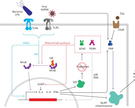 The Integrated Stress Response And Inflammation Pathogen Associated