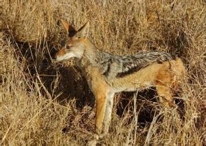 Jackal Behavior - AnimalBehaviorCorner