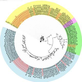 Phylogenetic Analysis Of The Hcv Utr Region Isolated From Sudanese