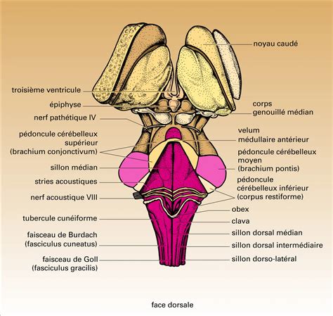 Tronc C R Bral M Dia Encyclop Dia Universalis