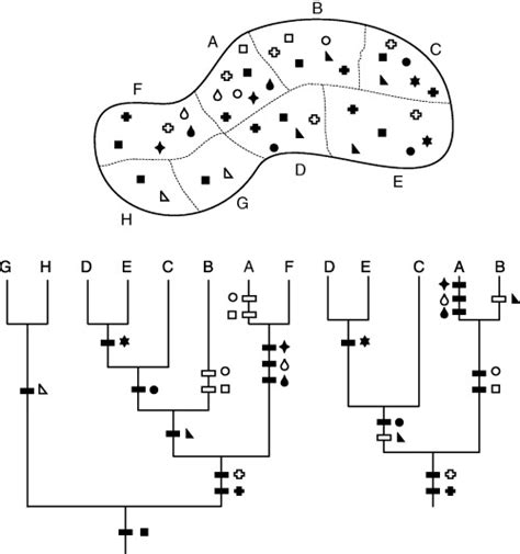 Hypothetical scenario showing the distribution of a genus with 12 ...