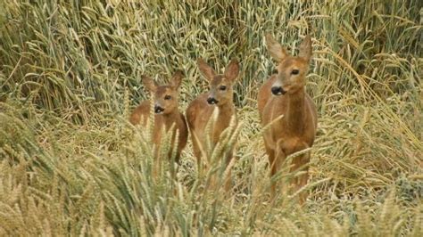 Roe deer fawns family calm your mind Srnec obecný srna srnčata