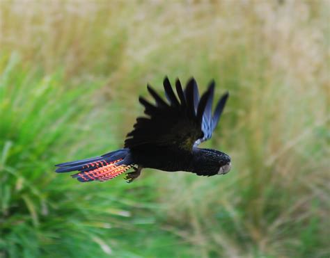 File Red Tailed Black Cockatoo In Flight  Wikimedia Commons