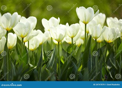 White Tulips Stock Photo Image Of Sunlight White Summer 24747870