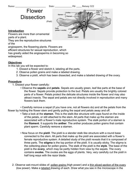 Flower Dissection Lab Activity Answer Key Best Flower Site