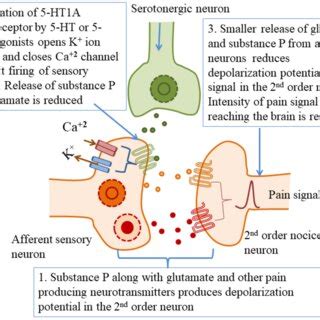 Serotonergic innervation of dorsal horn of the spinal cord showing ...