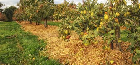 Fruit Trees In Sandy Soil How To Grow And Care For Them SC Garden Guru