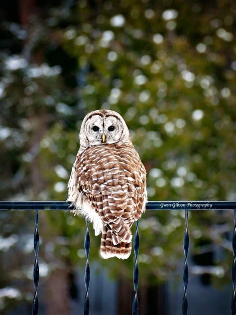 Barred Owl Picture, Owl Photography, Owl Photo, Hoot Owl, Barred Owls ...