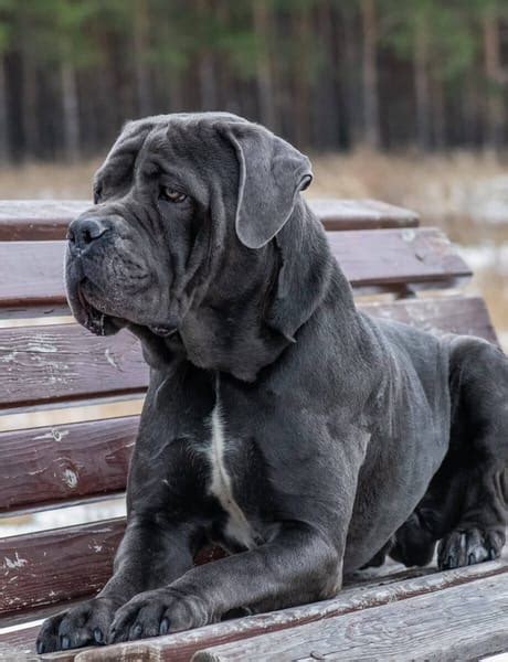 Cane Corso Mast N Italiano Caracter Sticas Precio Y Raza