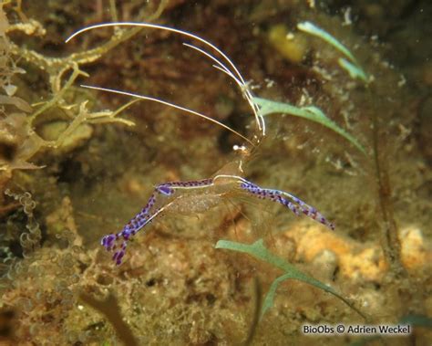 Ancylomenes Pedersoni Chace 1958 Crevette Nettoyeuse De Pederson