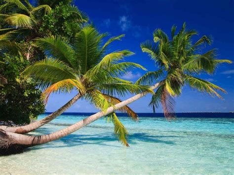 Tropical Beach Wallpapers Papel Mural De Playa, Playas Tropicales ...