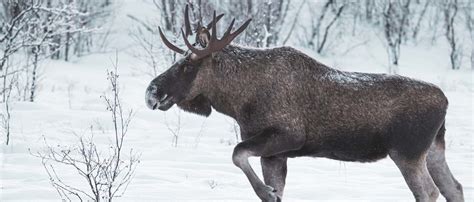 European Moose By Josh Rafin - Wild Deer & Hunting Adventures