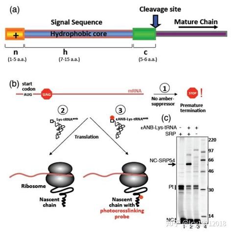 信号肽与新生肽链的运输和加工（一） 知乎