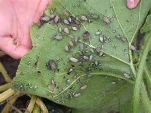 How To Deter And Eliminate Squash Bugs