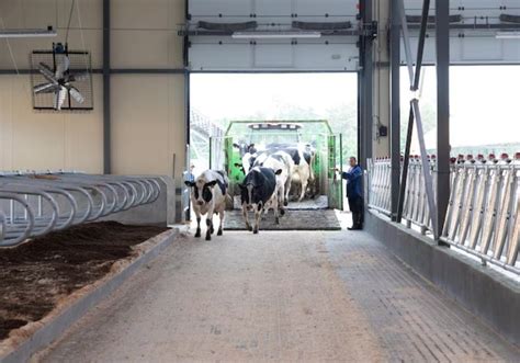 Transporte De Gado 5 Cuidados Ao Carregar Bovinos Vivos