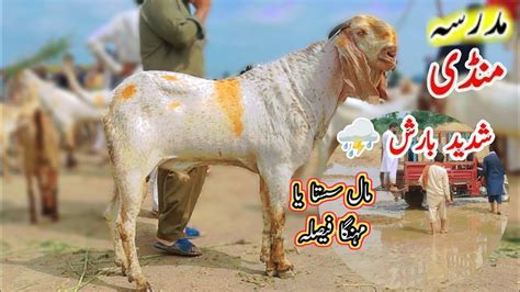 July Madrasa Mandi Mein Barish Mal Sasta Ya Mahanga Mujtba Goat