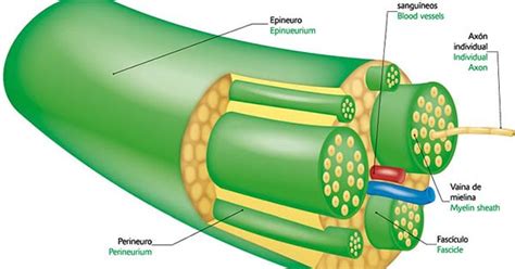 Aprende Y Disfruta Con Las Ciencias Naturales El Sistema Nervioso Los