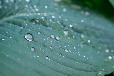 Green Leaves with Water Drops Stock Image - Image of grass, green ...