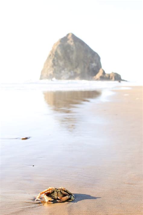 Portland, Oregon: Side Trip to Cannon Beach – Salty Canary