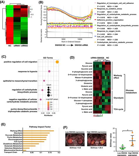 Long Noncoding RNA SNHG6 Promotes Carcinogenesis By Enhancing YBX1