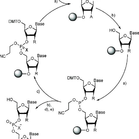 Scheme1synthetic Cycle Of Chemicalons Ynthesis R H Dna Nucleotide Download Scientific