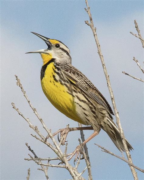 Meadowlark Singing From Tree Photograph By Susan Petracco Fine Art