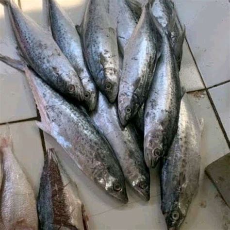 Promo Ikan Tengiri Segar 1kg Kondisi Beku Diskon 40 Di Seller Toko