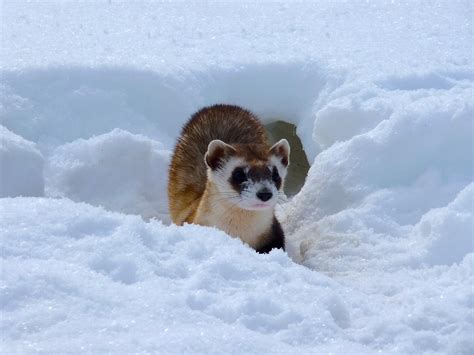 Habitat - Black Footed Ferret