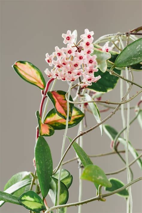 Hoya Carnosa Krimson Princess Wax Plant Bloom Stock Image Image Of