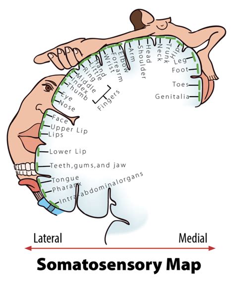 Touch And Pain Introduction To Psychology