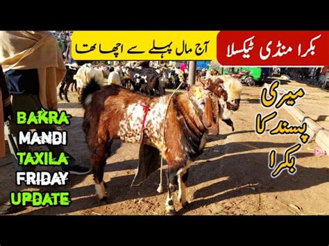 Today Bakra Mandi Taxila Latest Update 14 January 2022 Bakra Eid Waly