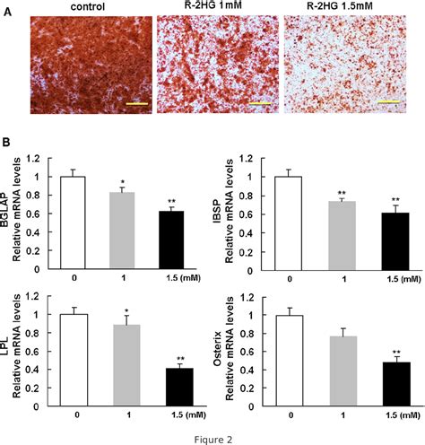 Pdf The Oncometabolite R Hydroxyglutarate Produced By Mutant Idh