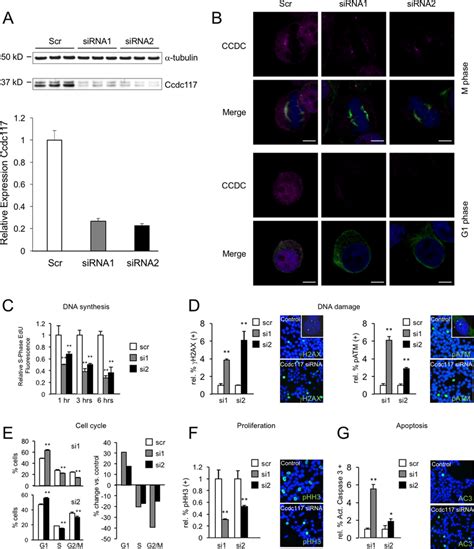 Ccdc117 Knockdown Results In Decreased Rates Of DNA Synthesis