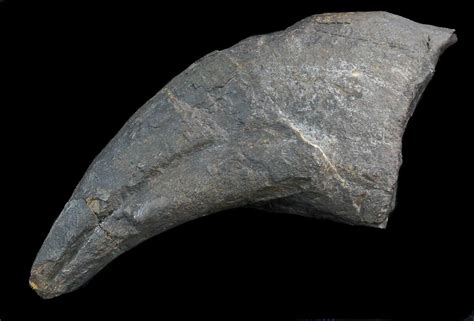 Killer 42 Allosaurus Toe Claw With Stand Wyoming 35162 For Sale