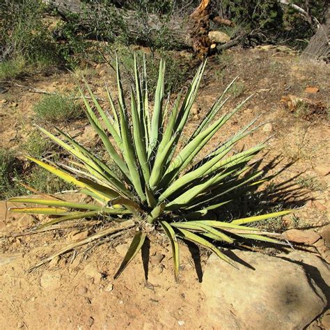 Yucca Filamentosa Ivory Tower Yucca Compact Feuillage Panach