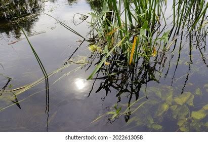 Aquatic Plants Small River Stock Photo 2022613058 | Shutterstock