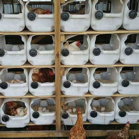 These Poultry House Designs Will Motivate You To Start a Poultry Farm