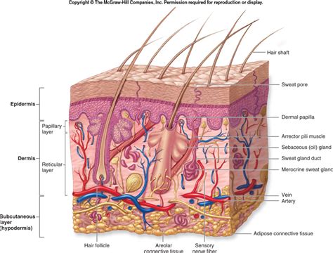 Cosbiology Lesson 6 01 Skin Structure And Function