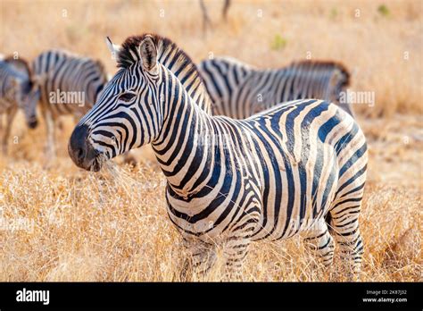 Plains Zebra At Kruger National Park South Africa Stock Photo Alamy