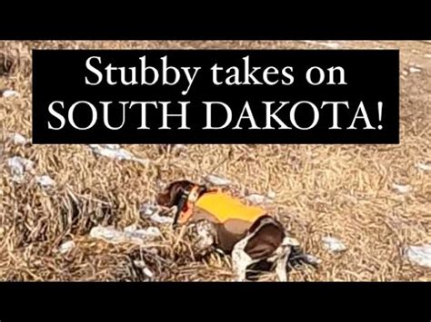 Late Season South Dakota Pheasants YouTube