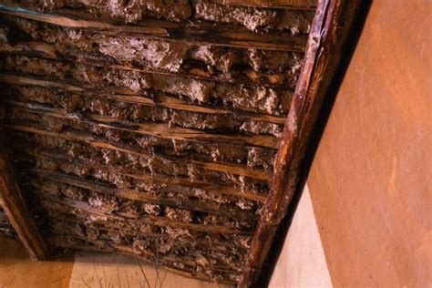 Wet Vs Dry Rot Whats The Difference And Why It Matters