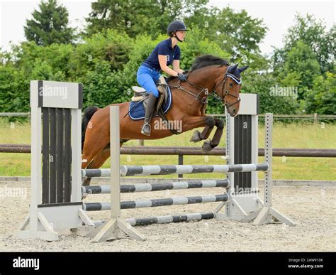 ponies jumping fence  res stock photography  images alamy