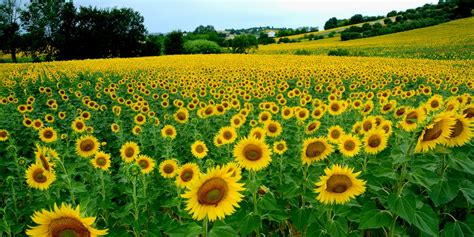 Campi Di Girasole In Italia Dove Ammirare I Pi Belli Idee Di