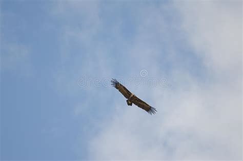 Griffon Vulture Gyps Fulvus Soaring Stock Photo Image Of