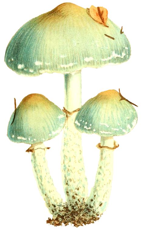 Mushroom Symbolism Meaning - The Wicked Griffin