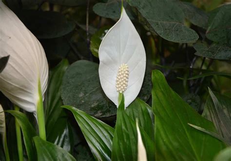 Spatifillo Spathiphyllum Wallisii Questioni Di Arredamento