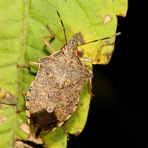 podisus maculiventris bugguidenet